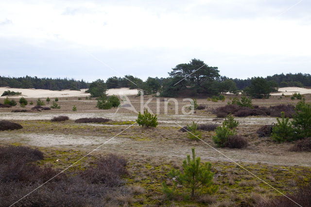 Landgoed Leuvenhorst