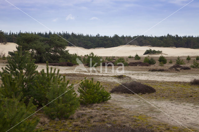 Landgoed Leuvenhorst