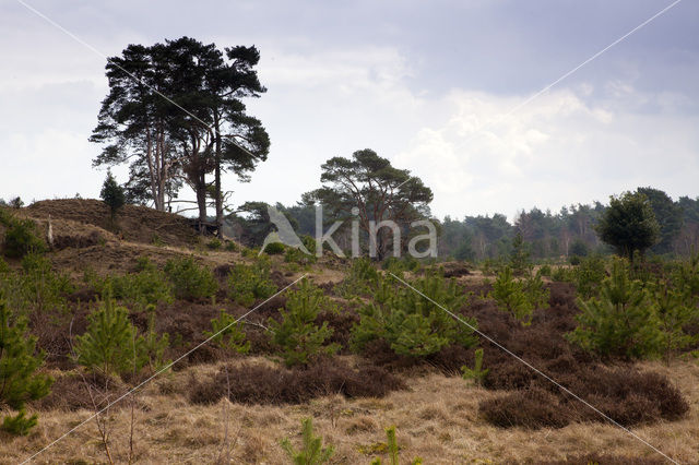 Landgoed Leuvenhorst