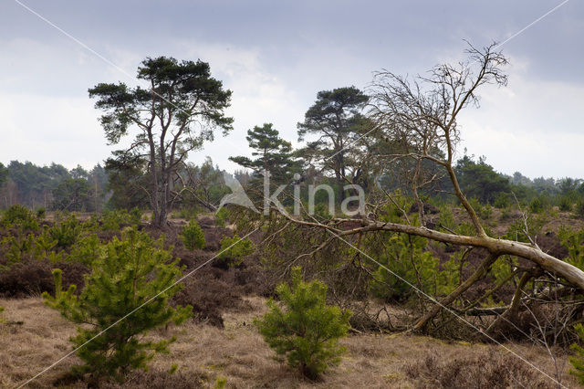 Landgoed Leuvenhorst