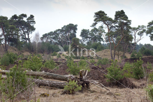 Landgoed Leuvenhorst