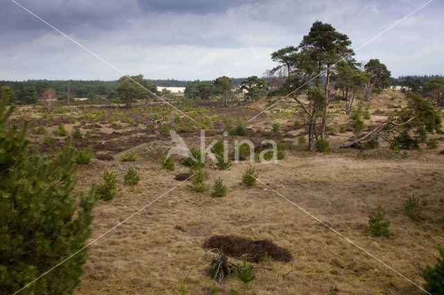 Landgoed Leuvenhorst