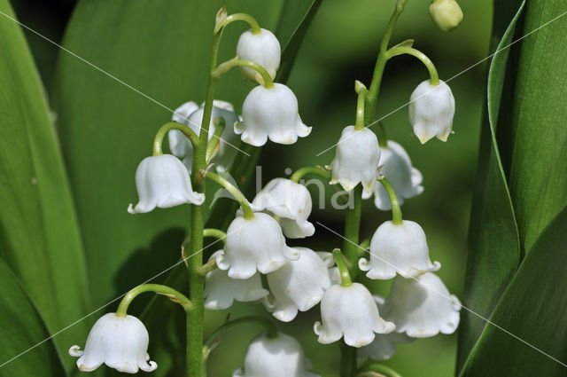 Lily-of-the-valley (Convallaria majalis)