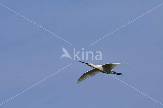 Lepelaar (Platalea leucorodia)