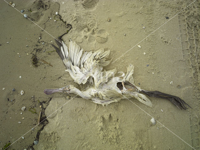 Lepelaar (Platalea leucorodia)