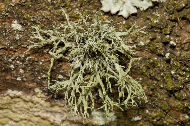 Melig takmos (Ramalina farinacea)