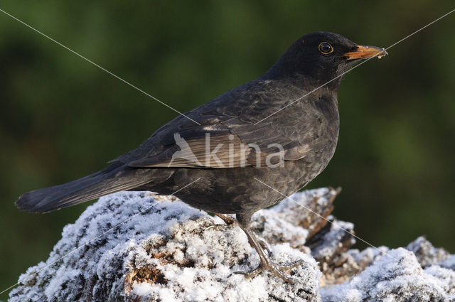 Merel (Turdus merula)