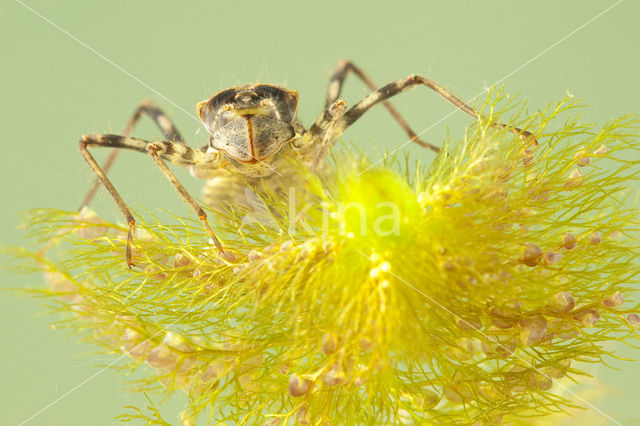 Metaalglanslibel (Somatochlora metallica)