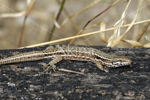 Muurhagedis (Podarcis muralis)