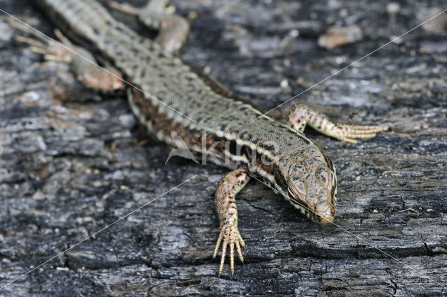 Muurhagedis (Podarcis muralis)