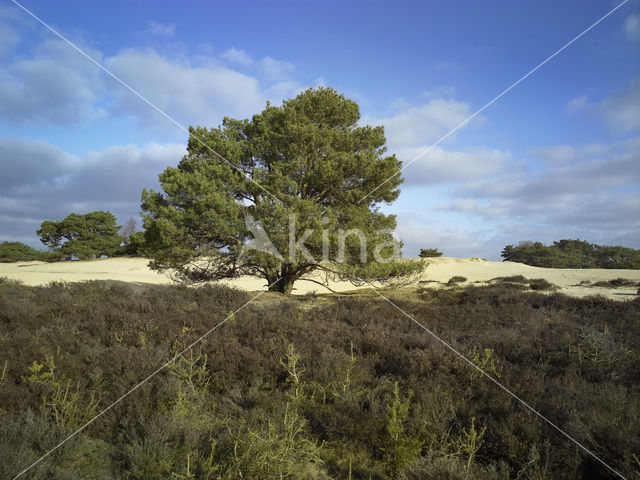 Nationaal Park Drents-Friese Wold