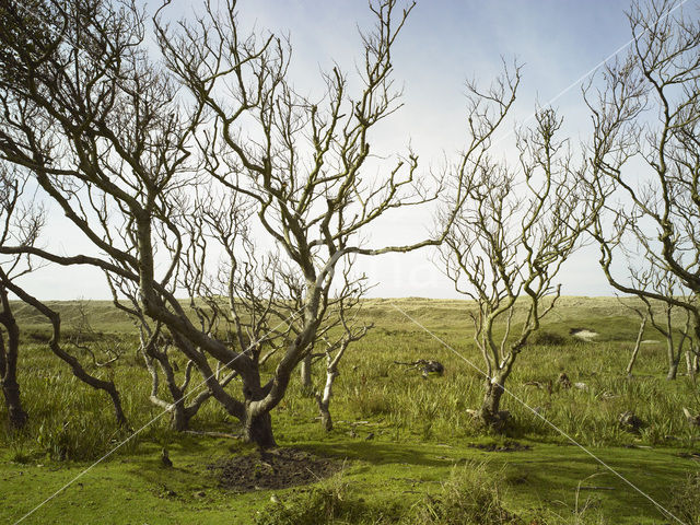 Nationaal Park Duinen van Texel