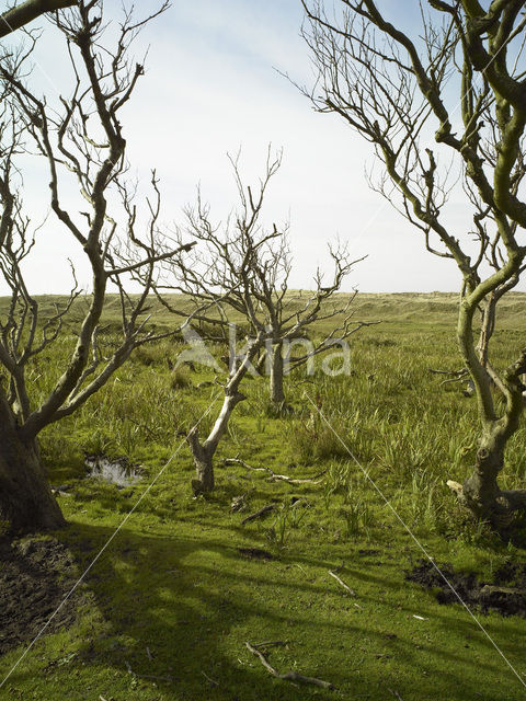 Nationaal Park Duinen van Texel