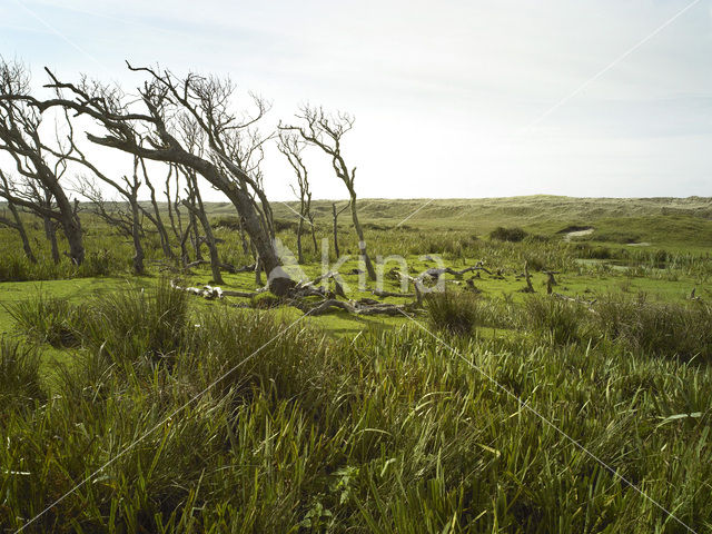 Nationaal Park Duinen van Texel