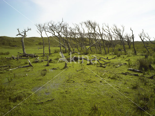 Nationaal Park Duinen van Texel