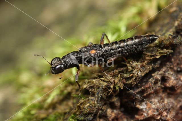 Oeverkortschild (Stenus bimaculatus)