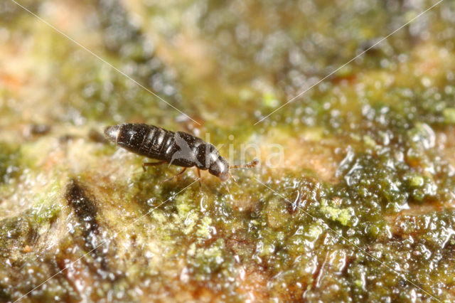 Oligota pusillima