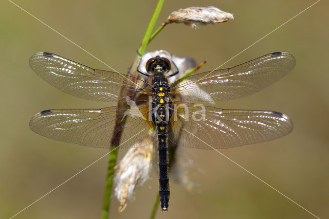 Oostelijke witsnuitlibel (Leucorrhinia albifrons)