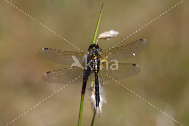 Oostelijke witsnuitlibel (Leucorrhinia albifrons)