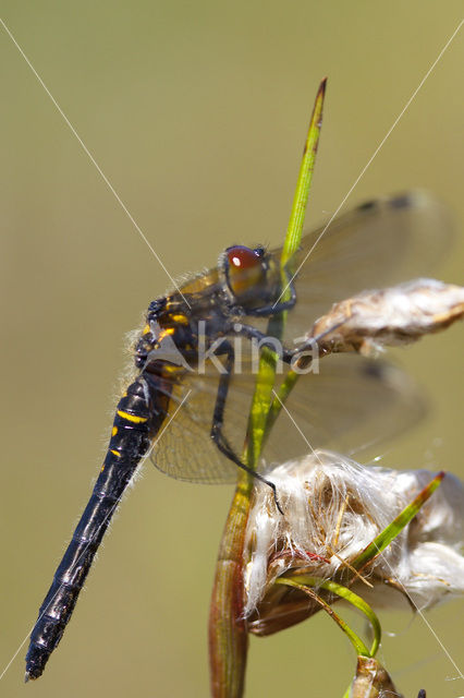 Oostelijke witsnuitlibel (Leucorrhinia albifrons)