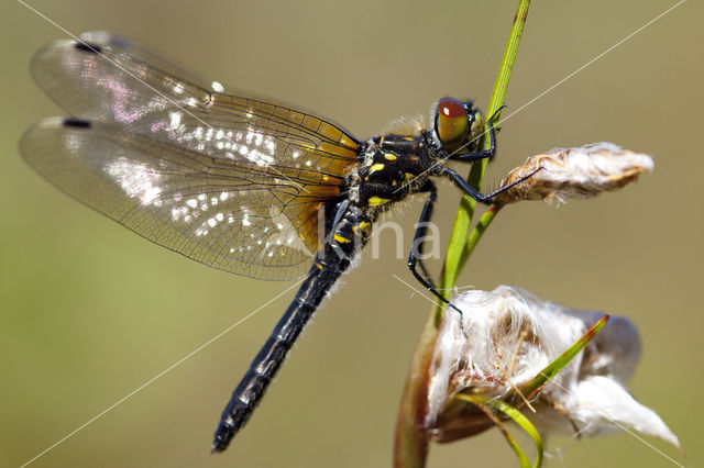 Eastern White-faced Darter (Leucorrhinia albifrons)