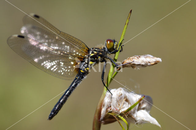 Oostelijke witsnuitlibel (Leucorrhinia albifrons)