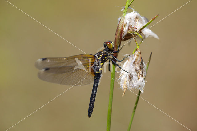 Oostelijke witsnuitlibel (Leucorrhinia albifrons)