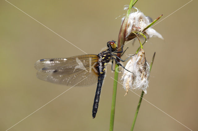 Oostelijke witsnuitlibel (Leucorrhinia albifrons)