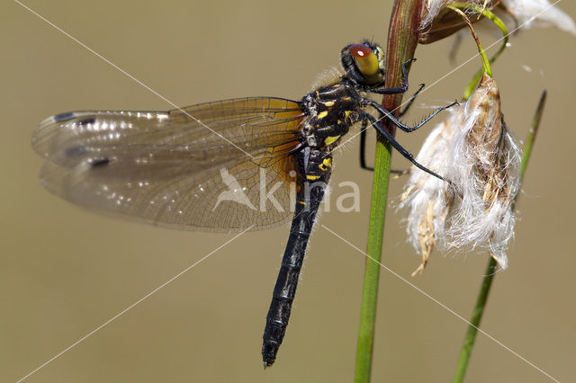 Oostelijke witsnuitlibel (Leucorrhinia albifrons)