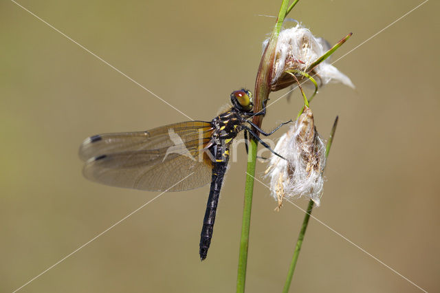 Oostelijke witsnuitlibel (Leucorrhinia albifrons)