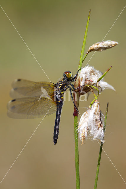 Oostelijke witsnuitlibel (Leucorrhinia albifrons)