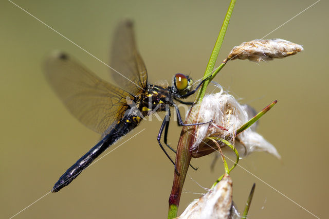 Oostelijke witsnuitlibel (Leucorrhinia albifrons)