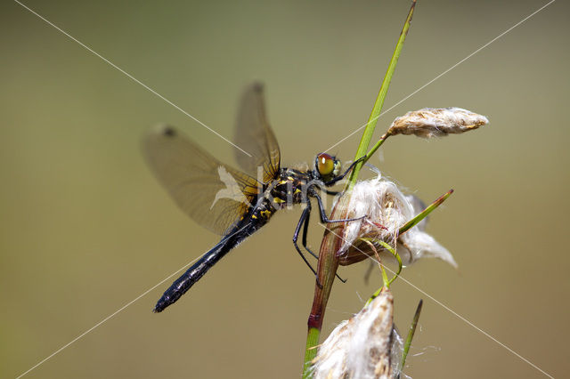 Oostelijke witsnuitlibel (Leucorrhinia albifrons)