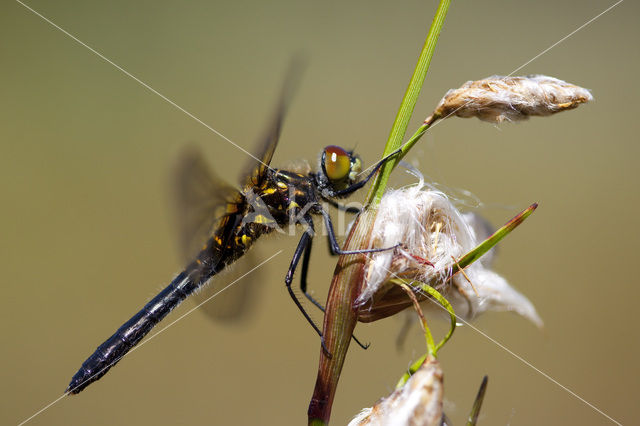 Oostelijke witsnuitlibel (Leucorrhinia albifrons)