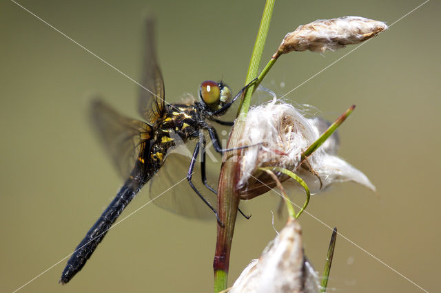 Oostelijke witsnuitlibel (Leucorrhinia albifrons)