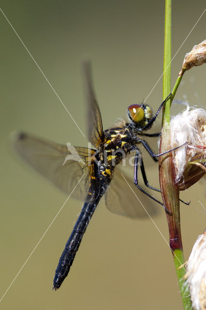 Eastern White-faced Darter (Leucorrhinia albifrons)