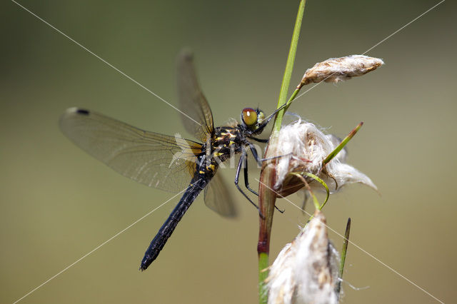 Oostelijke witsnuitlibel (Leucorrhinia albifrons)