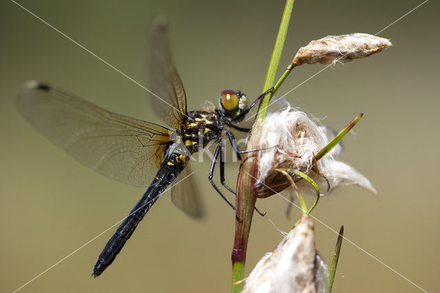 Oostelijke witsnuitlibel (Leucorrhinia albifrons)