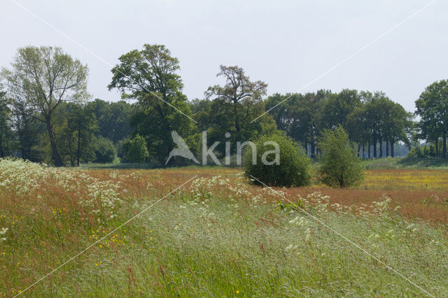 Overijsselse Vecht