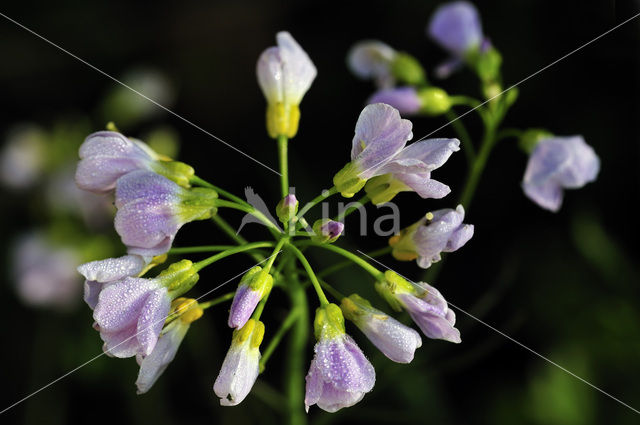 Pinksterbloem (Cardamine pratensis)