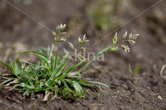 Poa badensis