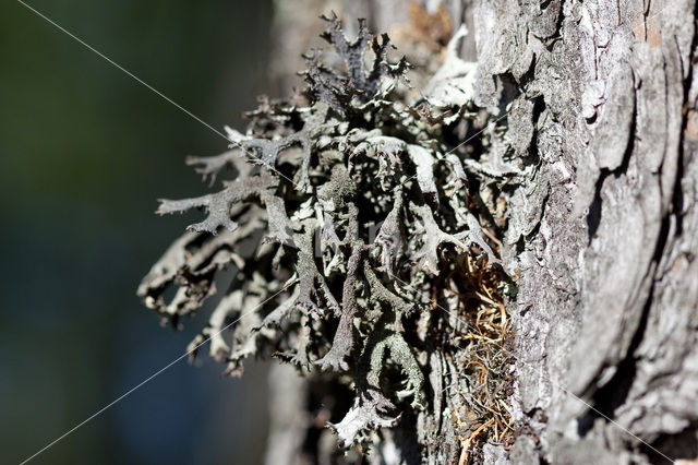 Purper geweimos (Pseudevernia furfuracea)