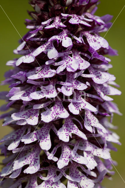 Purperorchis