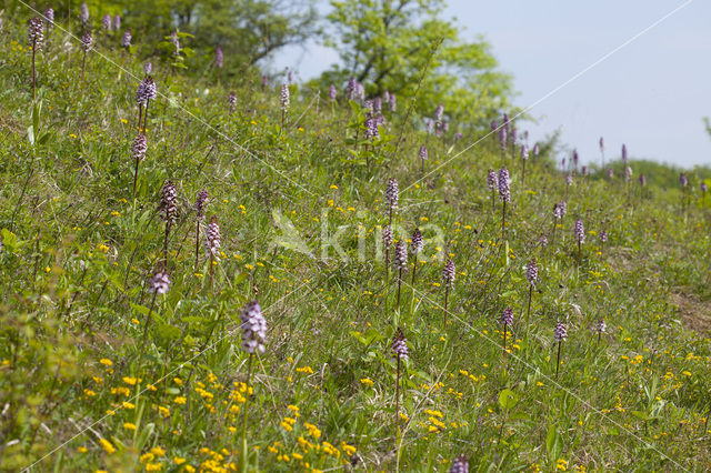 Purperorchis