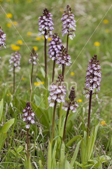 Purperorchis