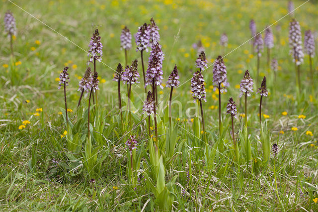 Purperorchis