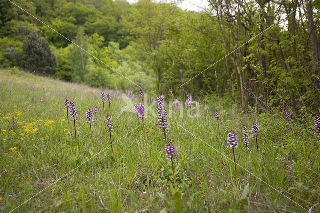 Purperorchis