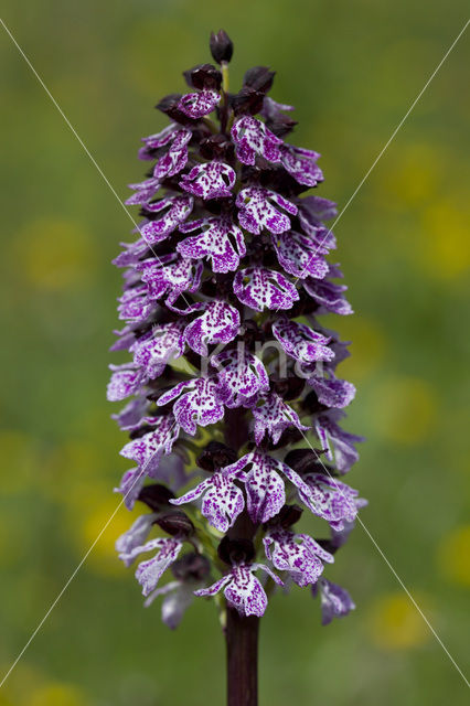 Purperorchis