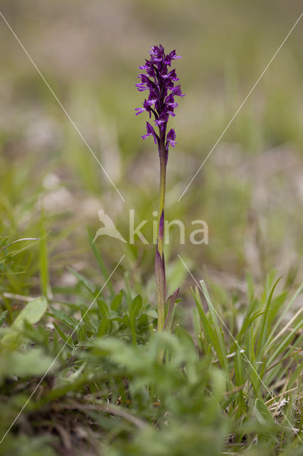 Lady Orchid x Three-toothed orchid (Orchis purpurea x Neotinea tridentata)