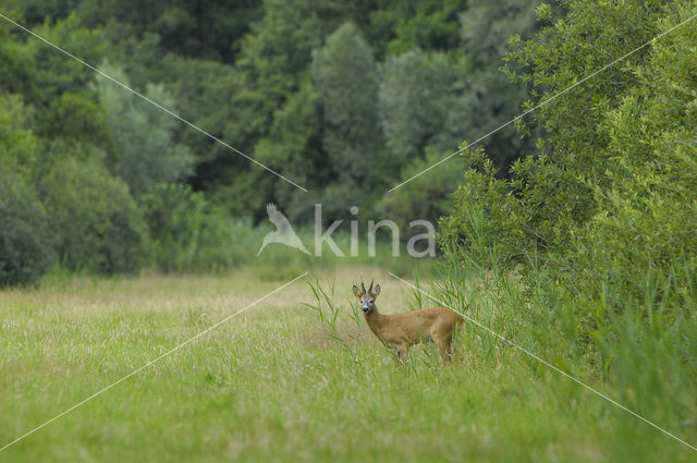 Ree (Capreolus capreolus)